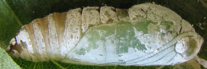 Pupae